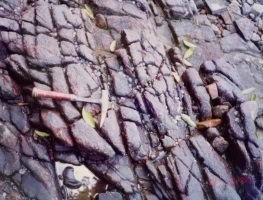 Weathering in Microdiorite Dyke                                              